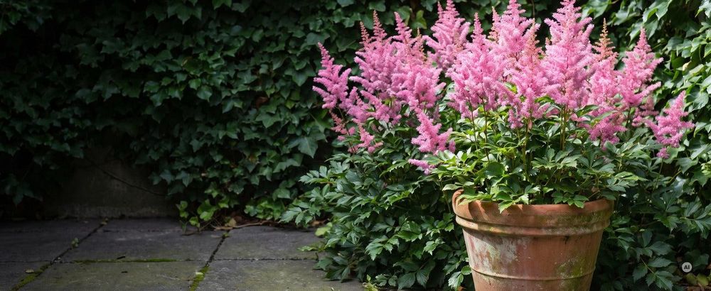 Prachtspiere 'Astary Rose' im Hochsommer vor Efeu und in einem Terrakotta-Topf