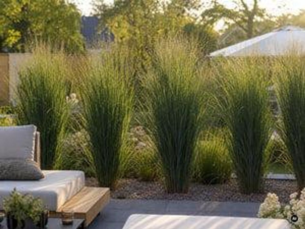 Ruten-Hirse Reihe als lebender Sichtschutz hinter Gartenlounge