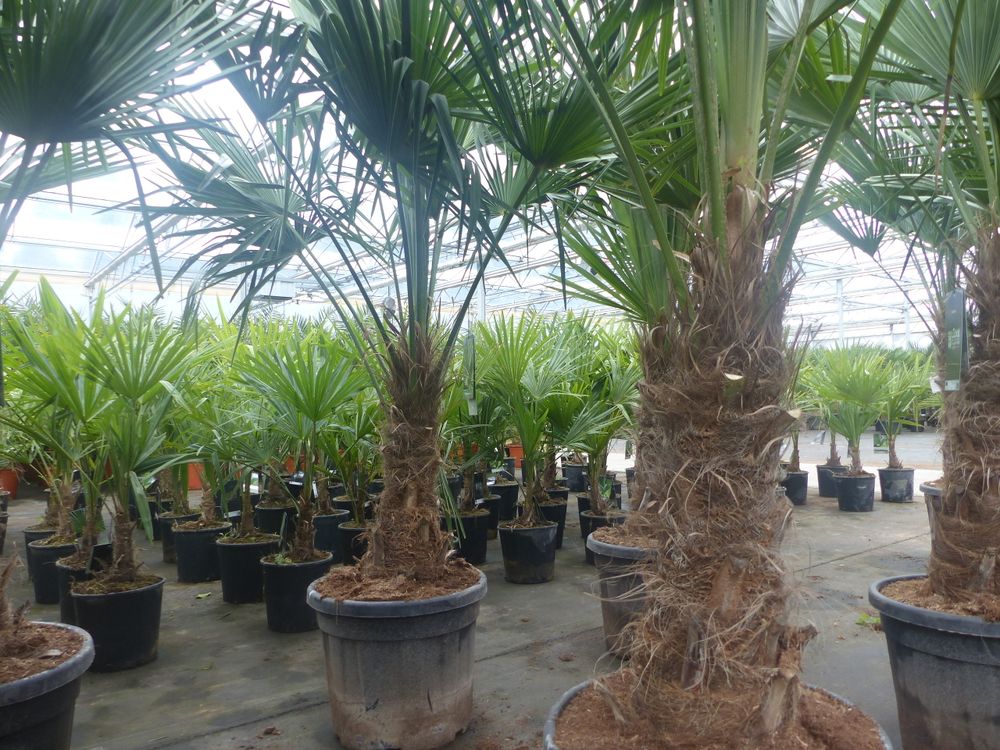 Trachycarpus fortunei dicker Stamme, 170 - 200 cm hohe Hanfpalme, winterharte Palme bis -18°C