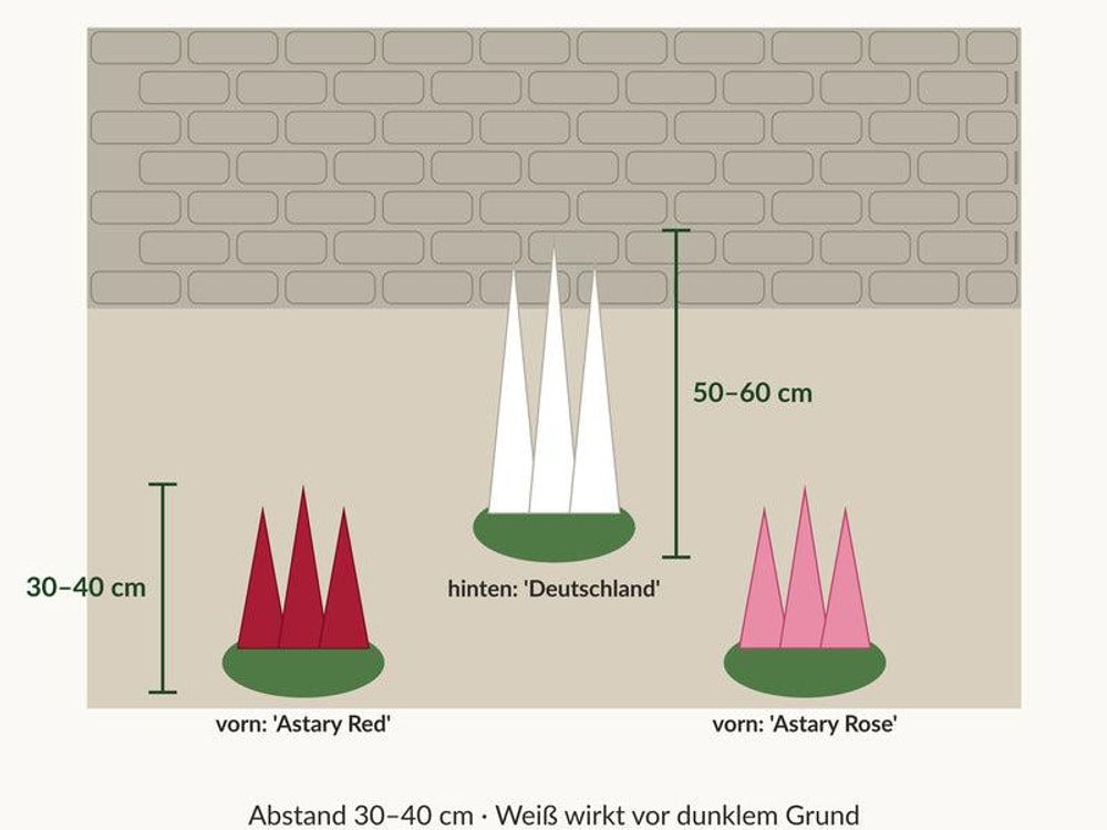 Schema: 'Deutschland' 50 bis 60 cm hinten, 'Astary Red' und 'Astary Rose' 30 bis 40 cm davor