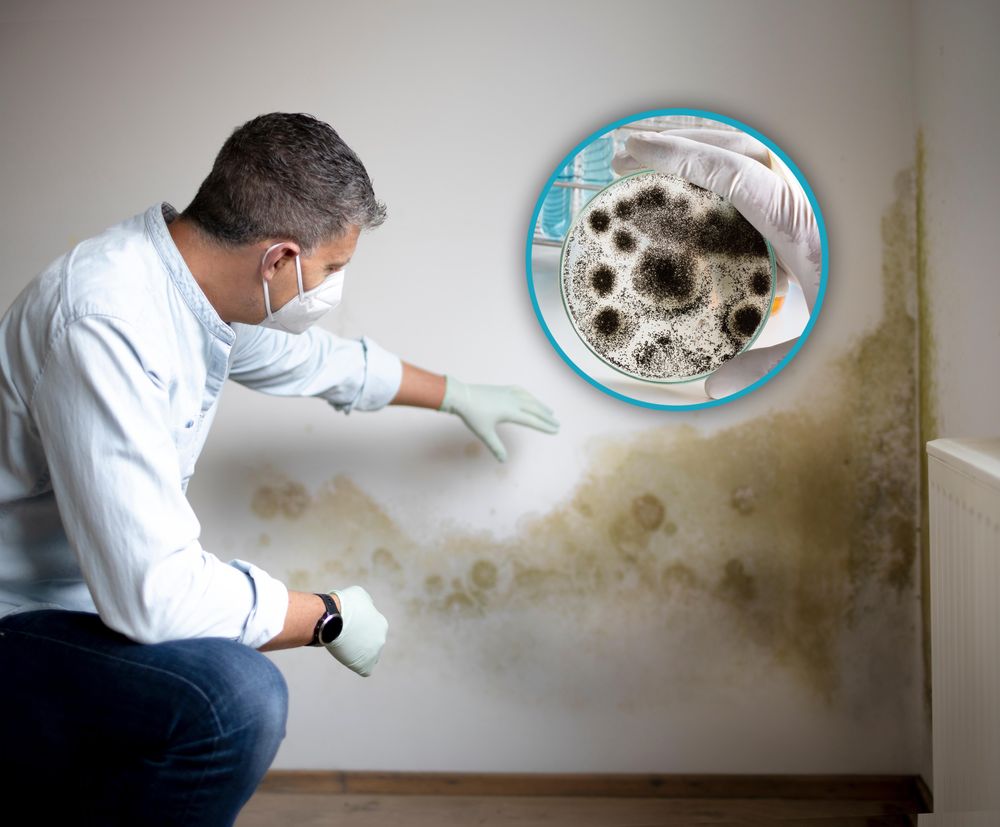 Feuchte Wände - Einsatz für Schimmel Dry