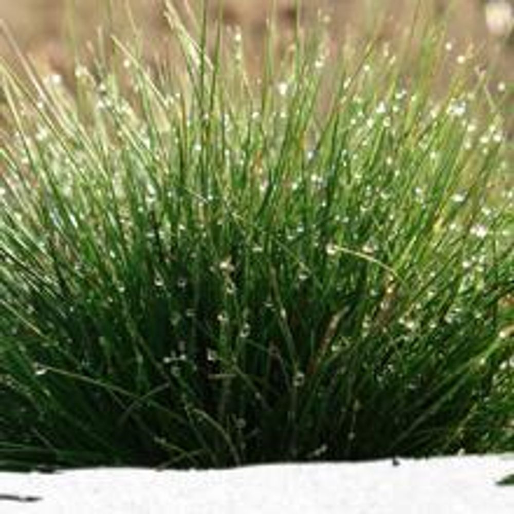 20kg Premium Rasensamen für Profis 800m², Zierrasen Superrasen, besonders dichtwachsend und tiefgrün, ideal für Neuansaat und Nachsaat, Rasensaat Grassamen