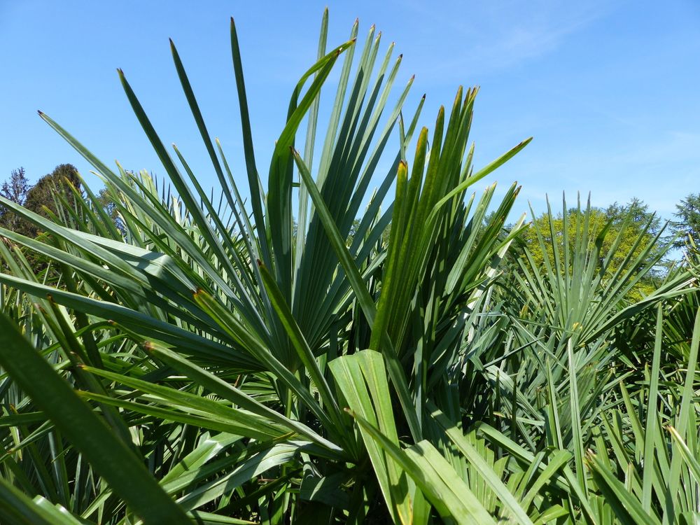 XXL Palme winterhart 180 - 190 cm Trachycarpus fortunei, Hanfpalme,