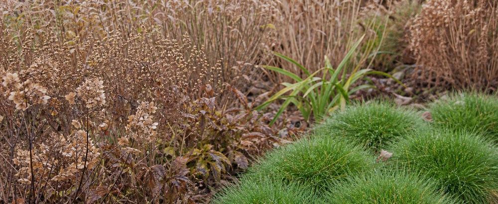 Zweigeteilte Szene: herbstlich brauner Garten, davor sattgrüne Festuca-Kissen; Winterversion mit Rau