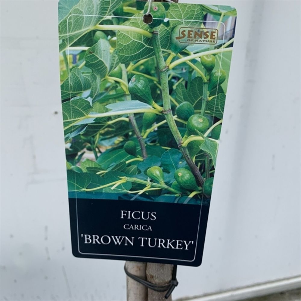 Feige Brown Turkey Stämmchen 70-100 cm - Ficus carica 'Brown Turkey' - mittelfrühe Sorte