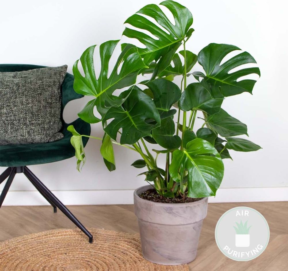 Bloomique - Monstera Deliciosa - Fensterblatt - Zimmerpflanzen - Pflegeleicht - Luftreinigend - Höhe 70-80 cm - Topf 21 cm