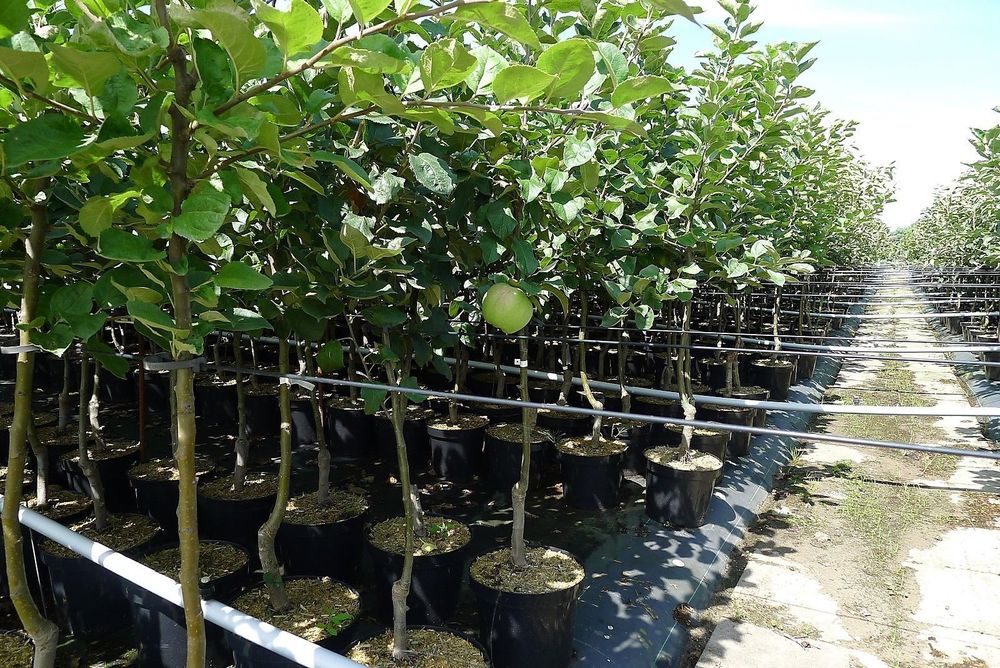 Elstar Apfel Apfelbaum Obstbaum kleinbleibend Niedrigstamm sehr beliebt fruchtig