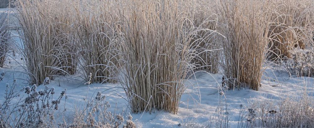 Frostbild, aufrechte Halme mit Raureif – ehrliches Winterbild