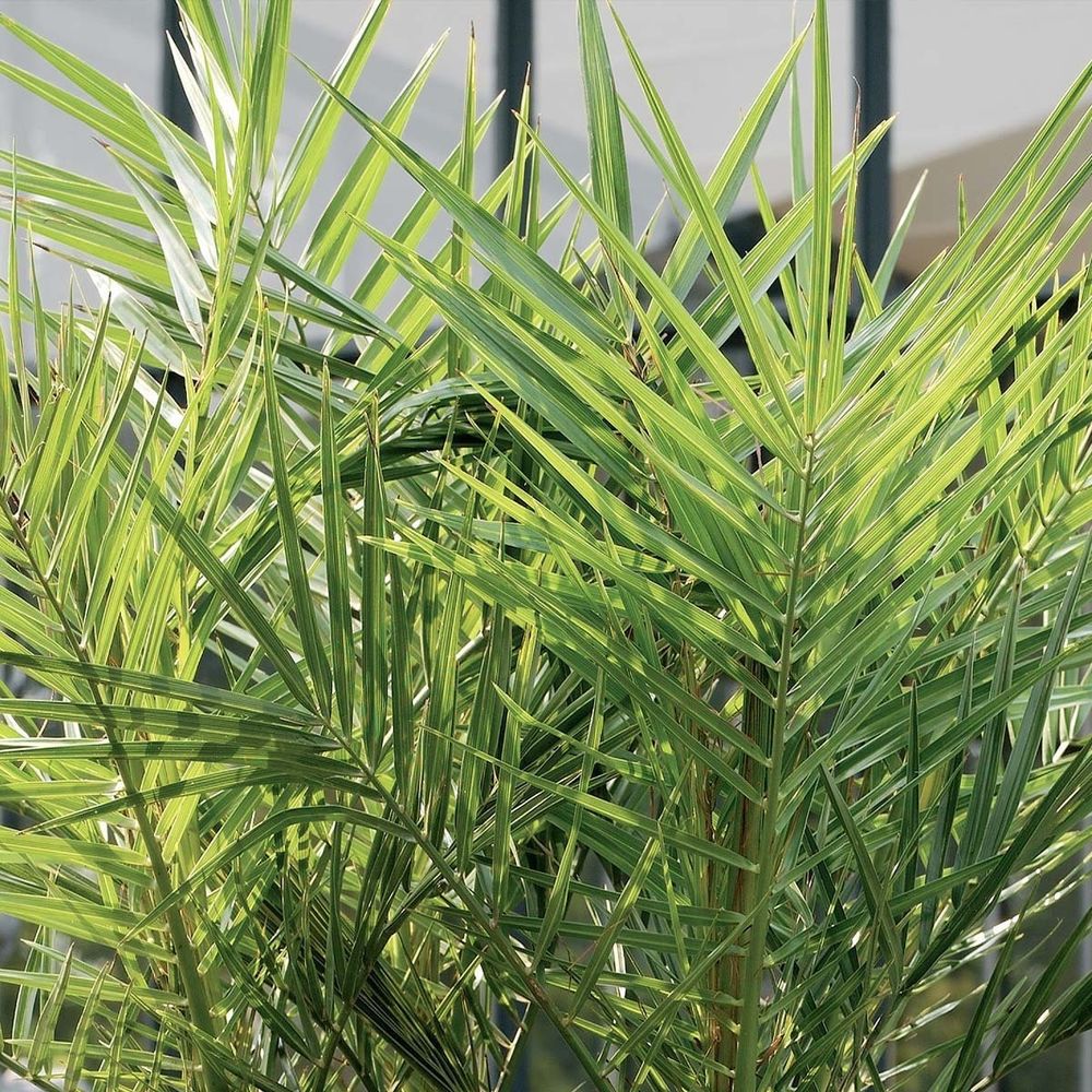 Bloomique - Phoenix Canariensis - Kanarische Dattelpalme - Palme - Balkonpflanzen Winterhart - Höhe 100-120 cm - Topf 21 cm
