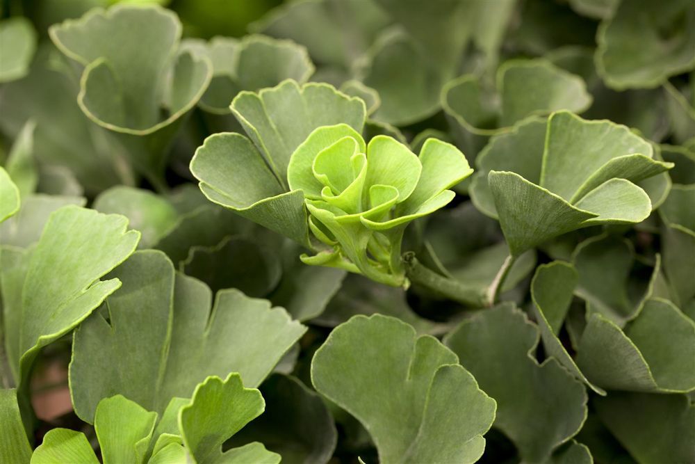 Ginkgo biloba 'Mariken', Fächerblattbaum, 30–40 cm