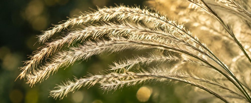 Makro der Blütenähren im Gegenlicht, Textur der Federn deutlich sichtbar