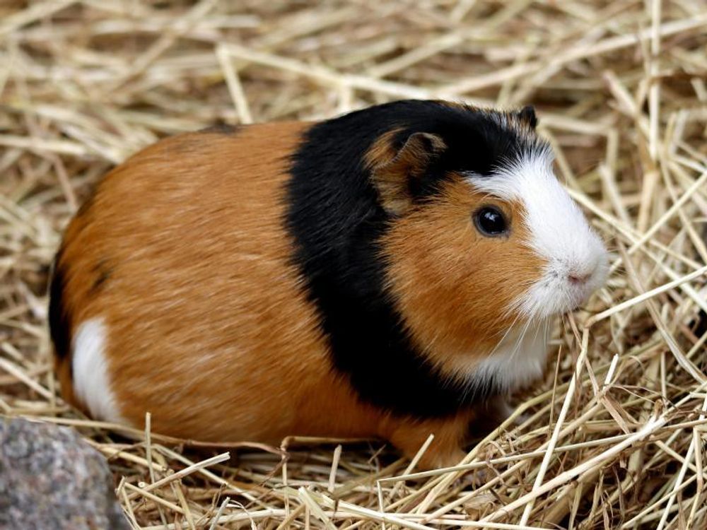 Meerschweinchen im Heu sitzend