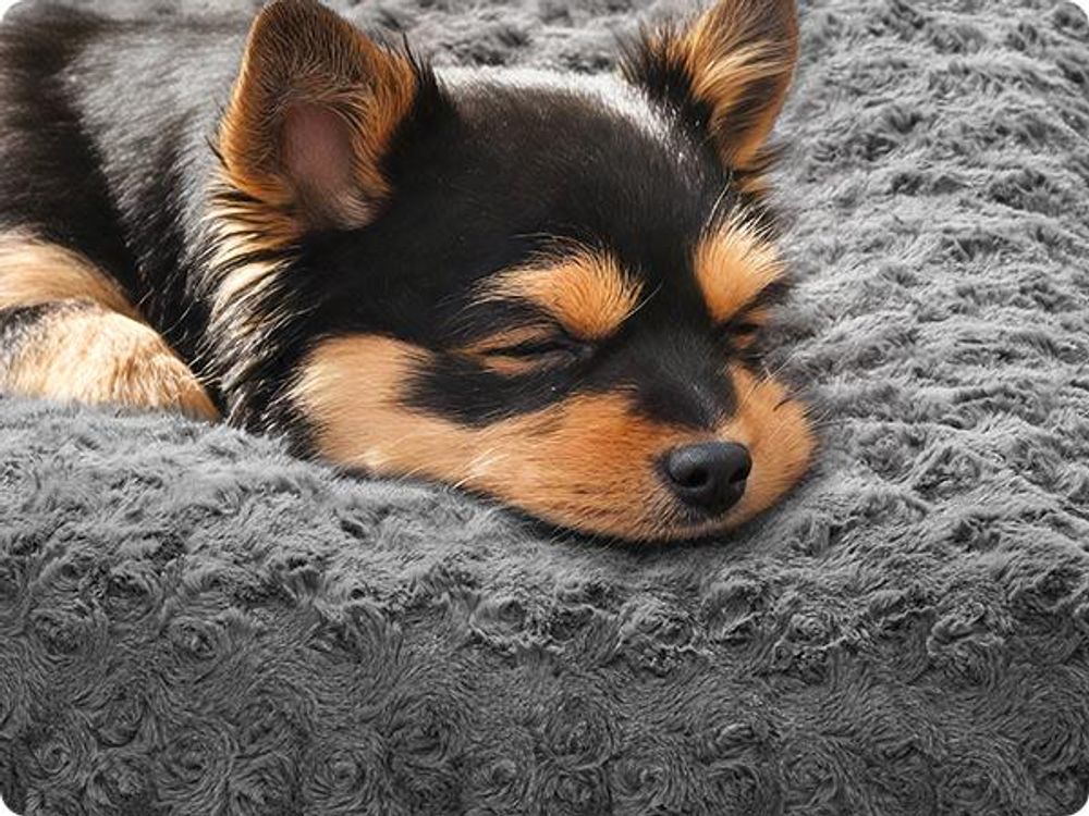 Feandrea Hundebett, für kleine Hunde, flauschige Hundematte, weiche Polsterung, waschbar