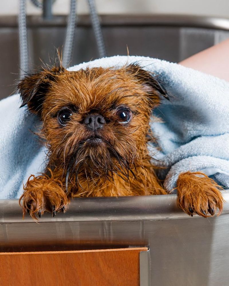 Conditioner für Hunde zur intensiven Pflege und Feuchtigkeitsversorgung des Fells.