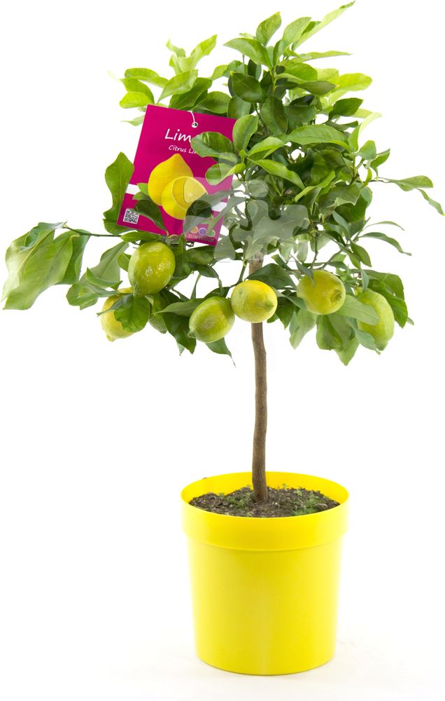 Vier-Jahreszeiten-Zitrone 80–100 cm – Citrus limon 'Lunario' Zitronenbaum, immergrüne Kübelpflanze, essbare Zitronen, mediterrane Zitruspflanze
