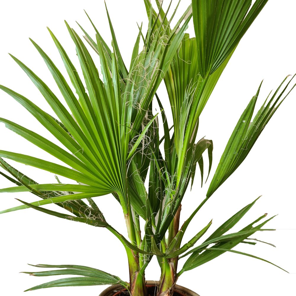 Washingtonia Robusta - Mexikanische Fächerpalme - Palme - Winterharte Balkonpflanzen - Gartenpflanzen Winterhart - Höhe 80-100 cm - Topf 21 cm