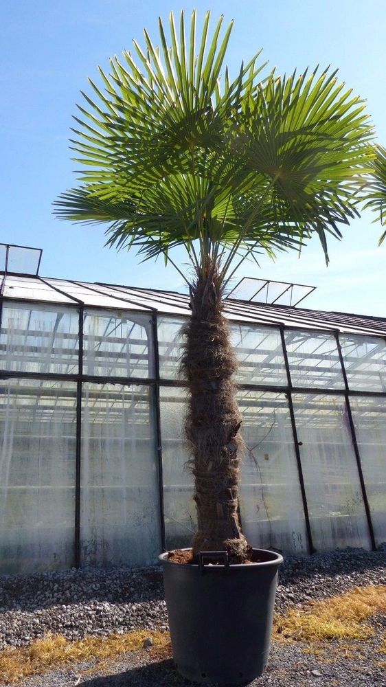 XXXXL 260 - 300 cm Trachycarpus fortunei 120 cm Stamm Hanfpalme, winterharte Palme bis -18°C