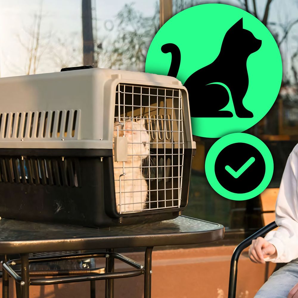 Hundebox Auto Rückbank Transportbox Katze Katzentransportbox Transportbox Kaninchen Katzenkorb Transport Hundetransportbox Reisebox Grau Retoo
