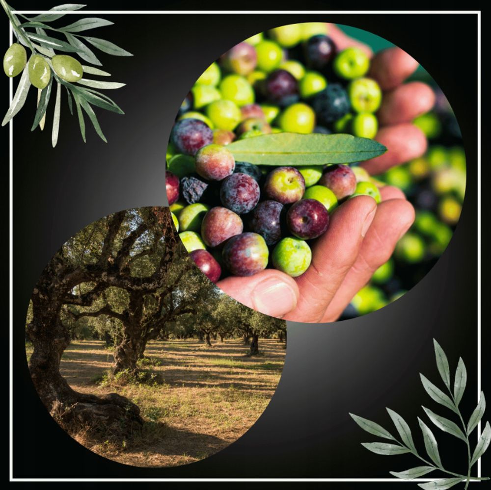 Olivenöl 750 ML - Unfiltriert - Fruchtiger Geschmack - Kaltgepresst - EV BLACK - Natives Olivenöl Extra - Pelion Amfissa Oliven - Glasflasche