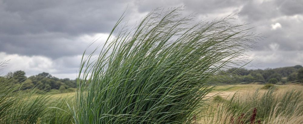 Gras in starkem Wind: Halme biegen sich elegant, knicken aber nicht