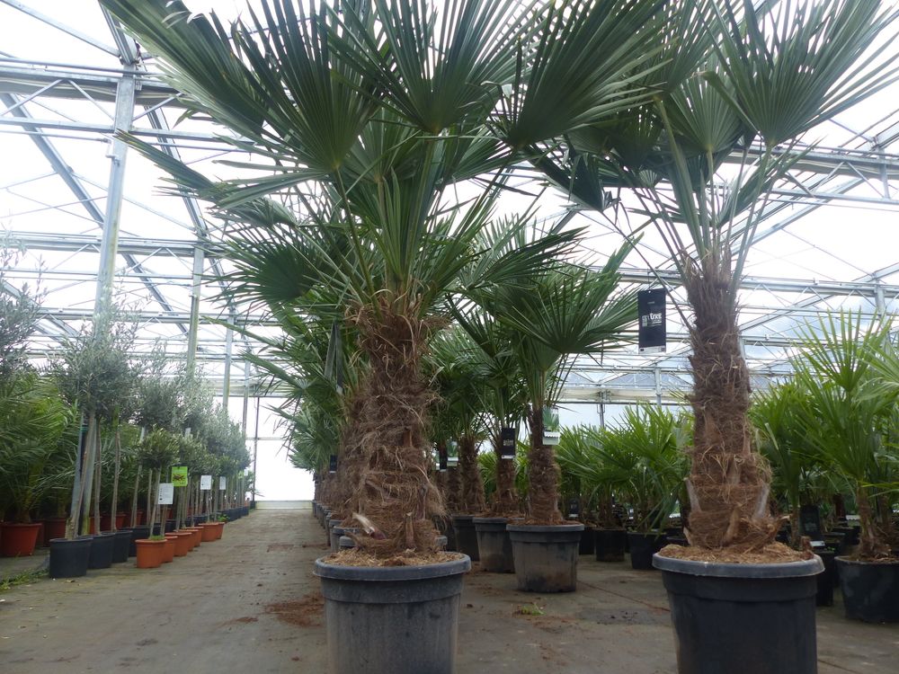 2 Stück im Palmenset Trachycarpus fortunei dicke Stämme 200 cm Hanfpalme, winterharte Palme bis -18°C