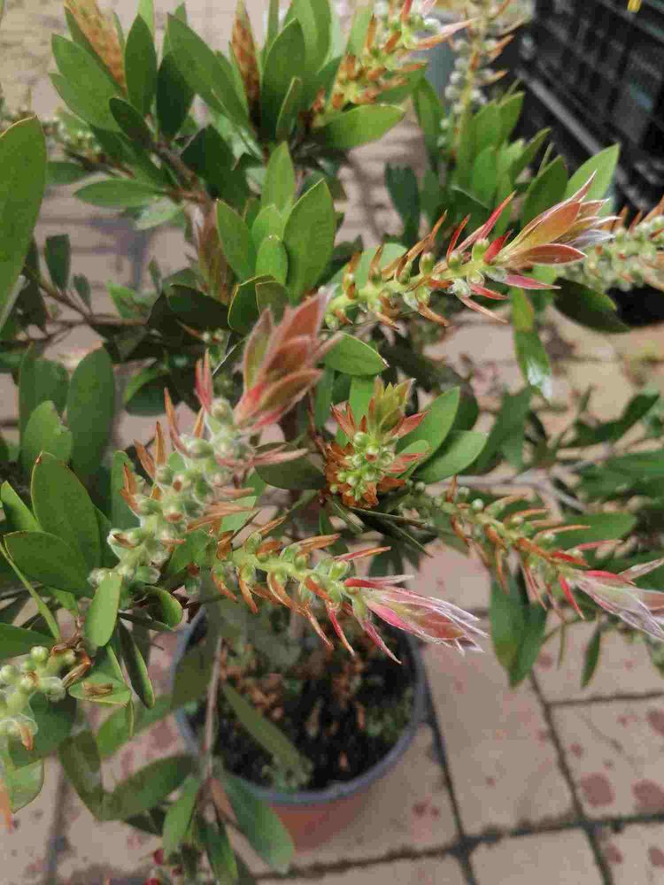 Karminroter Zylinderputze  - Callistemon Splendens Stämmchen 80-120 cm- Kübelpflanze