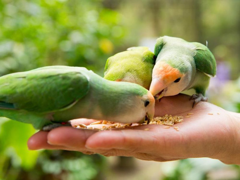 Sittiche fressen aus der Hand