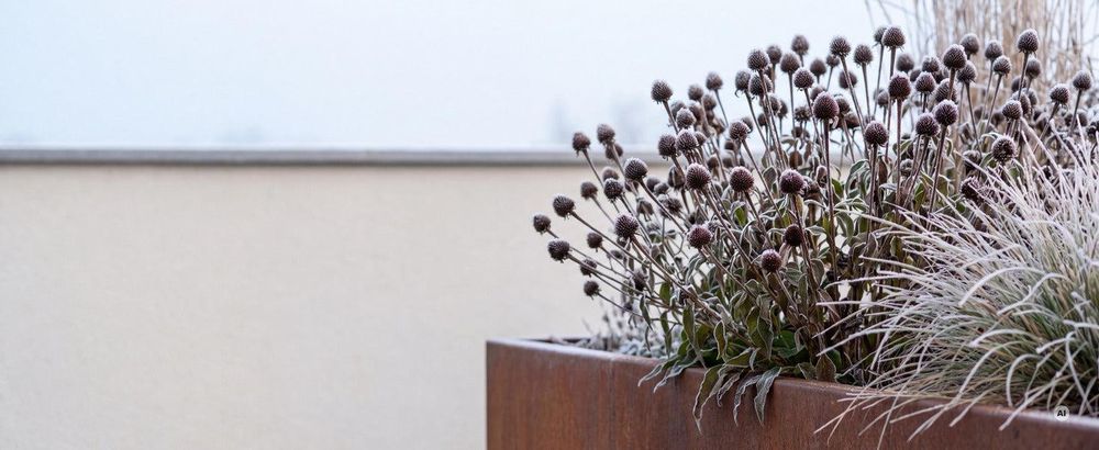 Winter: Samenstände stehen lassen