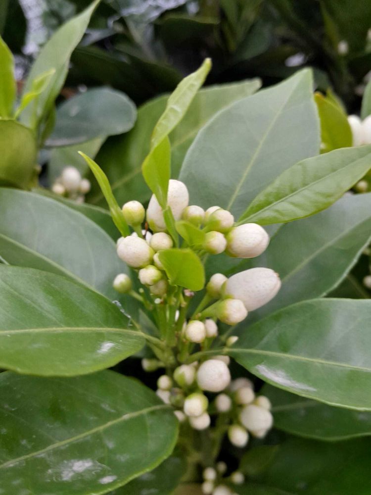 Citrus unshiu Satsuma Mandarinenbaum 130–160 cm – winterharte Satsuma Mandarine, Citrusbaum für Terrasse, Balkon & Wintergarten
