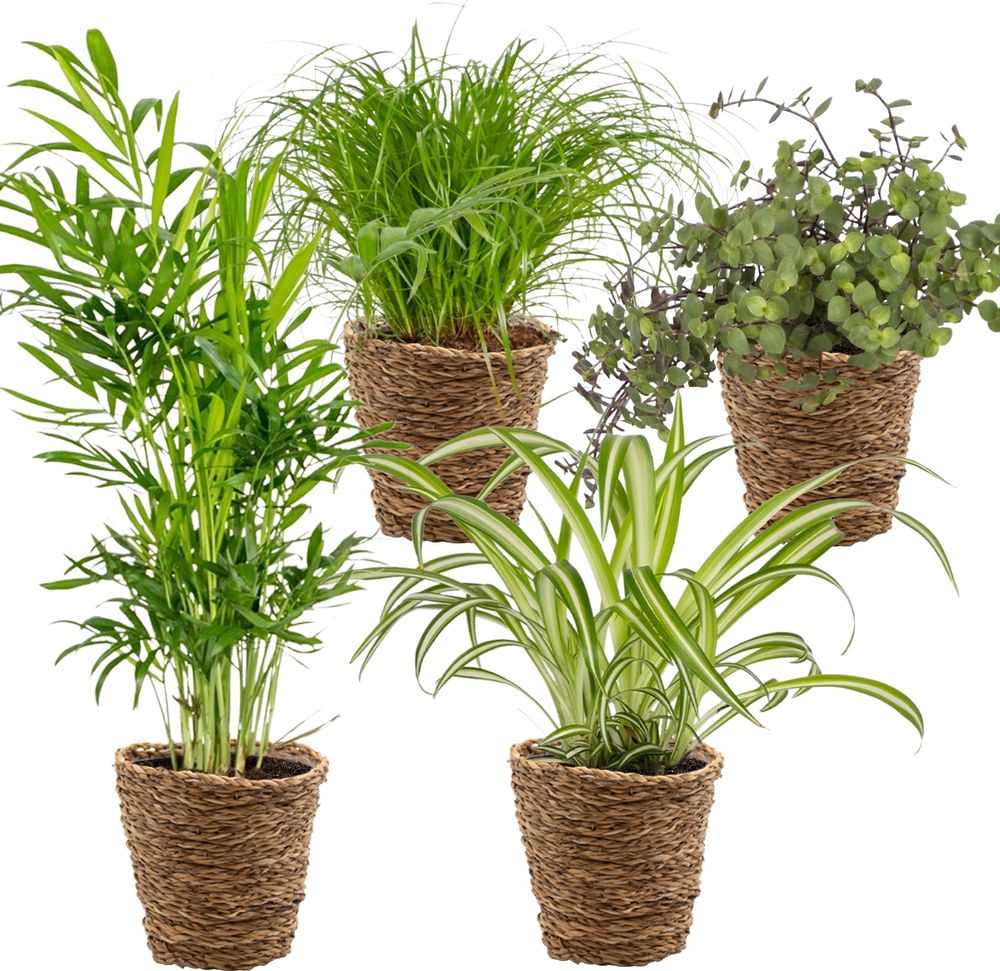 4er-Mix - Haustierfreundliche Pflanzen - Cyprus Zumula - Callisia - Chamaedorea - Chlorophytum - Zimmerpflanzen - Höhe 20-40 cm - Rattankorb 12 cm
