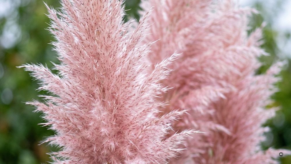 Makro der zartrosa Blütenwedel von Cortaderia selloana 'Rosea'