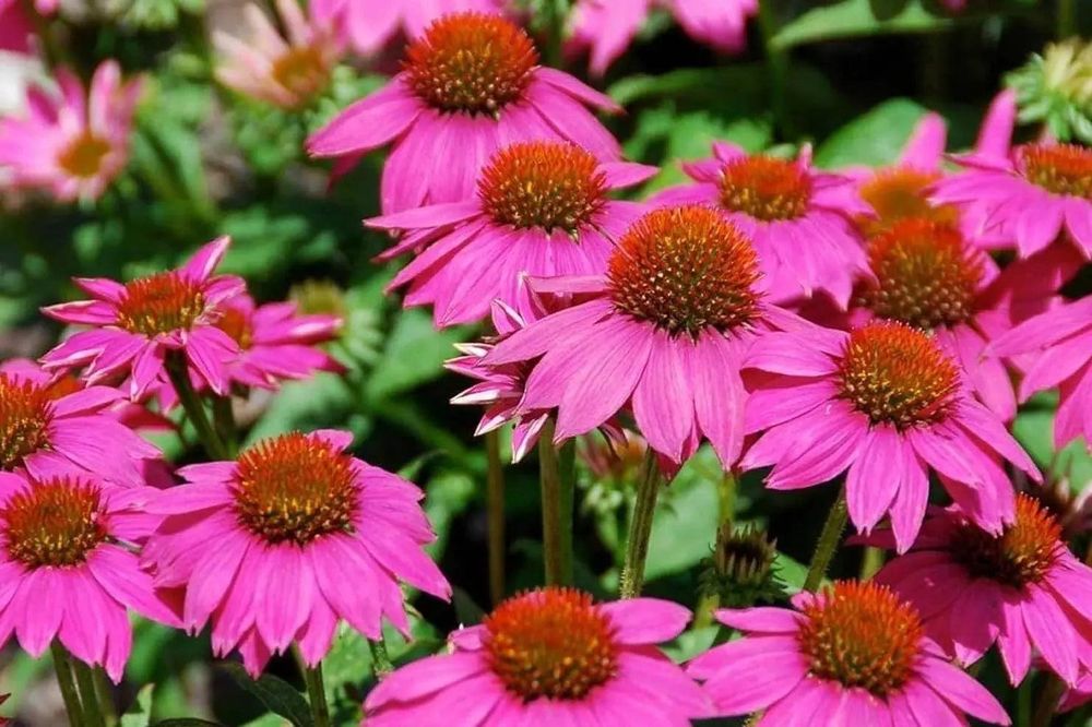 Echinacea 'PowWow Wild Berry'