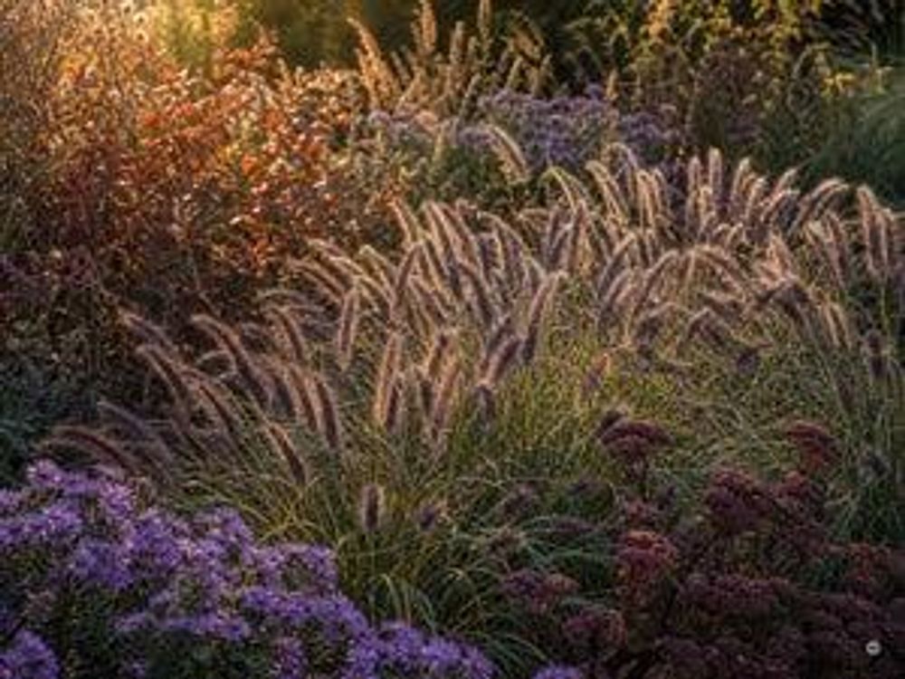 Horst über buntem Herbstbeet mit Heide und Stauden