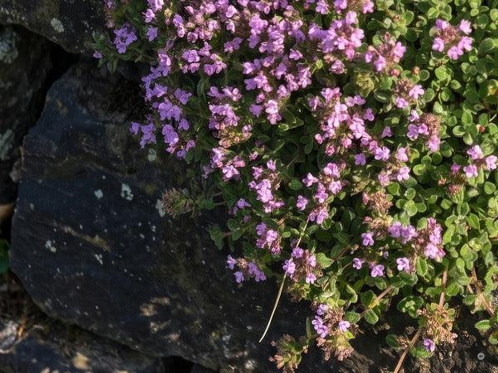 Flaches Polster an einer Plattenkante, Blüten knapp darüber