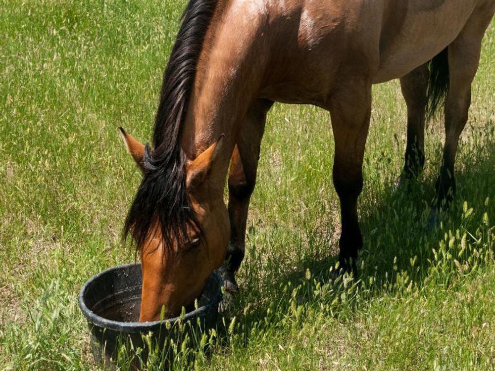 Fressendes Pferd