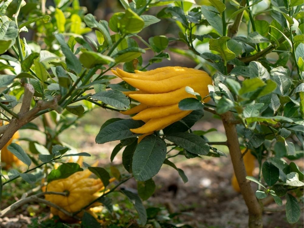 Meine Orangerie Buddhas Hand Zitrone Mezzo - echter Citrusbaum - 60 bis 80 cm - veredelte Citruspflanze - Citrus Medica Digitata - Hand of Buddha