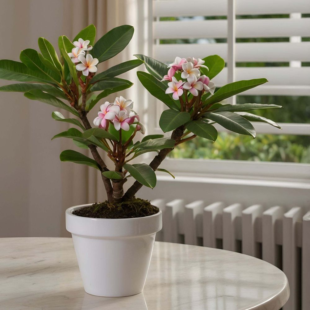 Hawaii-Palme - Plumeria rubra - Höhe 45-55cm - ⌀17cm