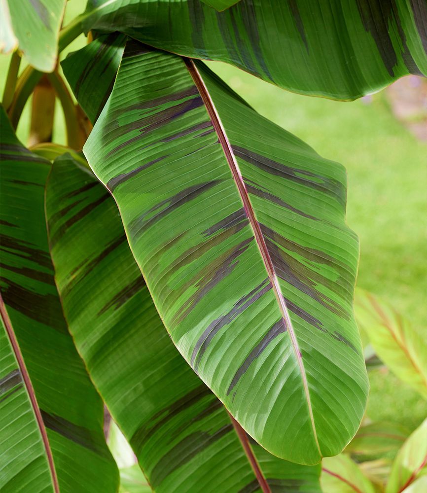 calathea orbifolia schneiden Calathea Orbifolia No.19