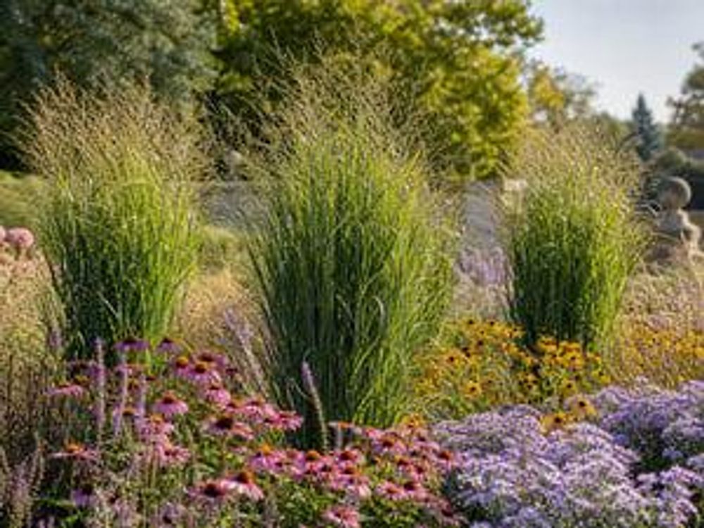 Ruten-Hirse im Präriebeet mit Echinacea, Rudbeckia und Astern