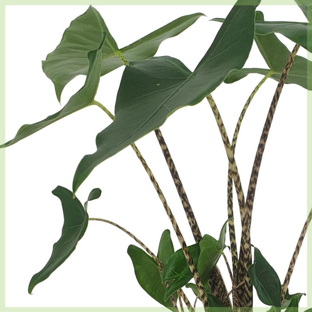 Alocasia zebrina Siberian Tiger ca. 80 cm Elefantenohr Grünpflanze Zimmerpflanze