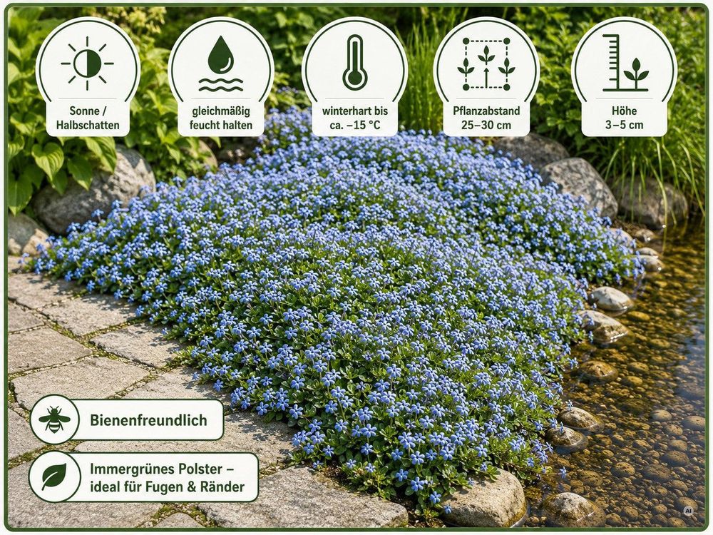 Pflege-Infografik Blauer Bubikopf: Sonne bis Halbschatten, feucht halten, winterhart