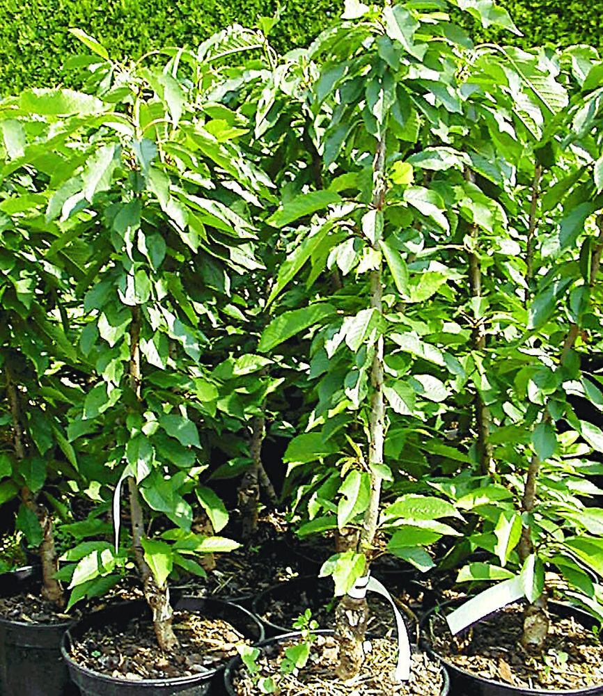 BALDUR Garten 1x Säulenkirsche 'Garden Bing®', Pflanze im 4 Liter-Topf, Kirschbaum, Prunus avium, winterhart, platzsparende Säule für kleine Gärten, Balkone & Terrassen