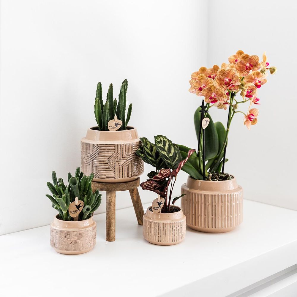 Kolibri Greens | Grünpflanze - Stapelia - Ø9cm