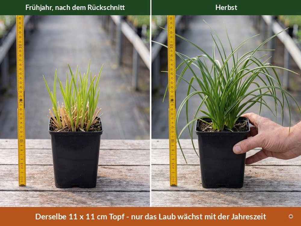 Lieferzustand im 11 x 11 cm Topf im Frühjahr und im Herbst