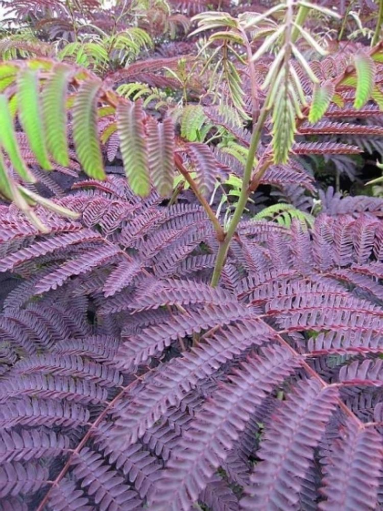 Albizia julibrissin Summer Chocolate - Seidenakazie - Schlafbaum