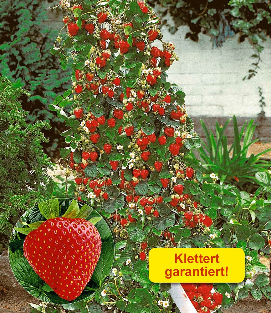 BALDUR Garten 4er Beeren-Kollektion, Pflanzen, 3x Klettererdbeere und 1x Heidelbeere Reka, essbare Früchte, winterhart, blühend, Vaccinium corymbosum, Fragaria x ananassa