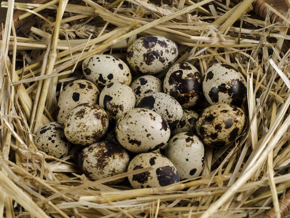 Nest mit Wachteleiern