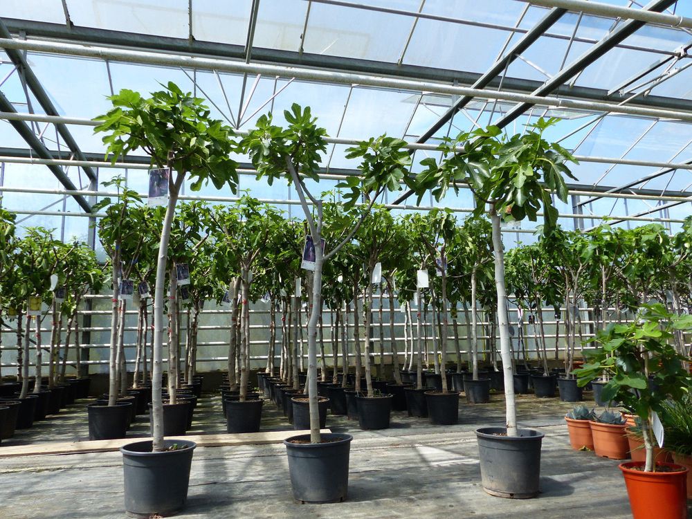 Feigenbaum 150-180 cm Obstbaum winterhart kräftiger Stamm, Ficus Carica, Feige, Obst
