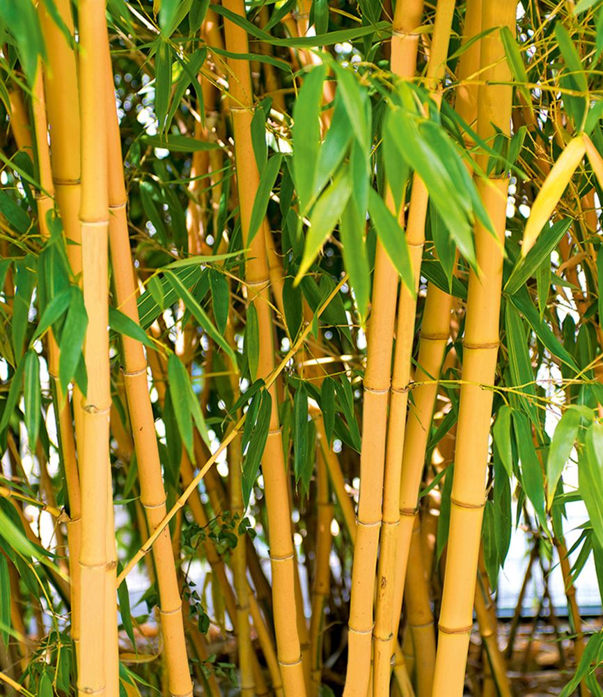 BALDUR Garten 1x Goldener Peking Bambus, Pflanze im 2 Liter-Topf, besonders winterharte Sorte (bis -25 °C), Phyllostachys aureosulcata aureocaulis, winterhart und immergrün, Gelbrohrbambus