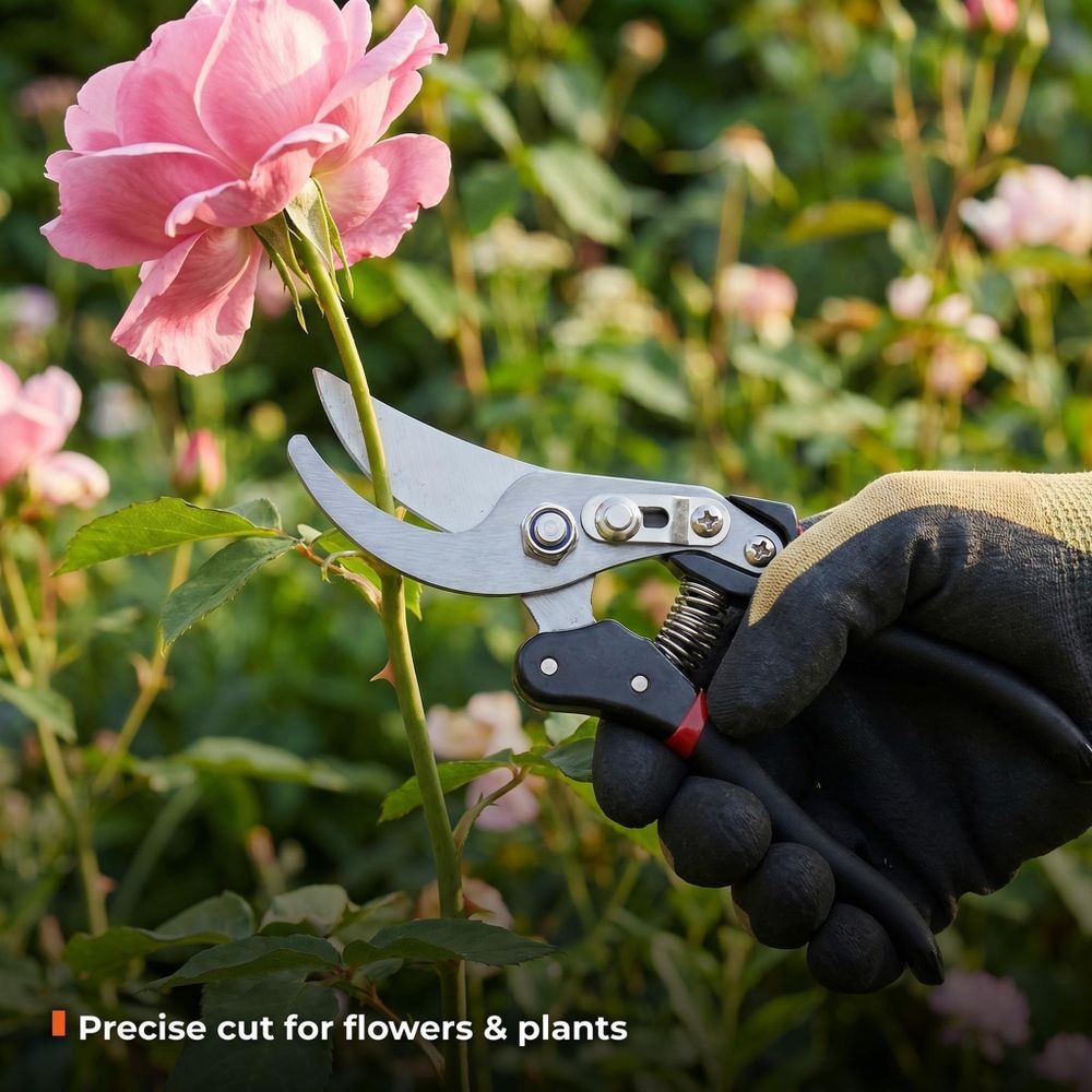Gartenschere schneidet eine Rose